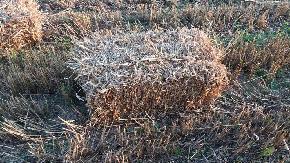 Солома пшенична, ячмінна, трава в тюках