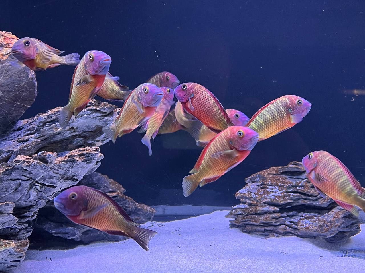 Tropheus Ilangis f1, ciclideos africanos, lago tanganyika