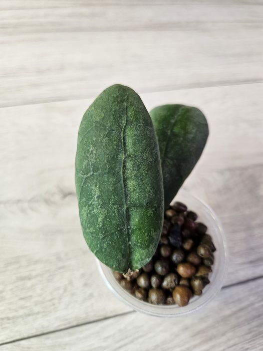 Hoya aff. Lambii splash