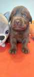 Labrador Retriever-czekoladowy -wystawowy- FCI