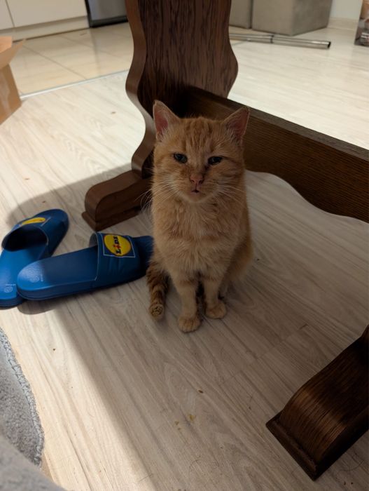 Kot Rudi nie chce wracac na dwor!