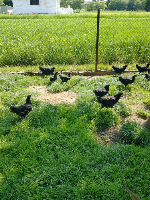 Kogutki Australorp !!!