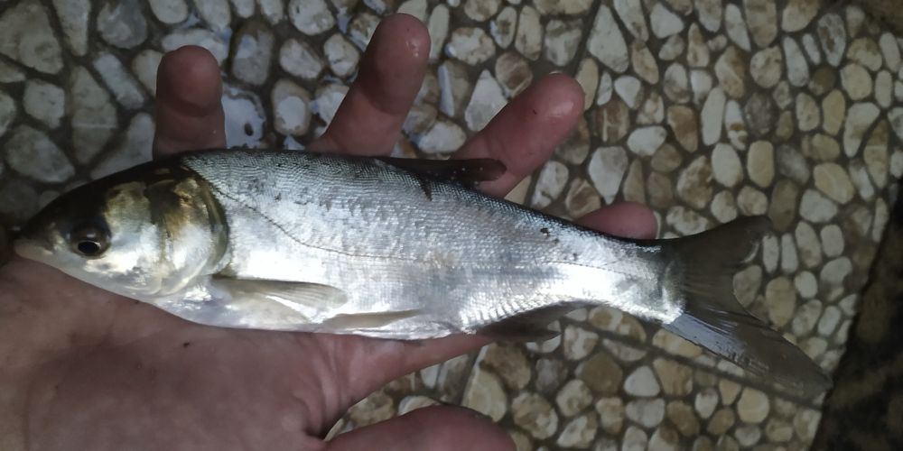 Narybek kroczek tołpygi tołpyga inne ryby do stawu i oczka