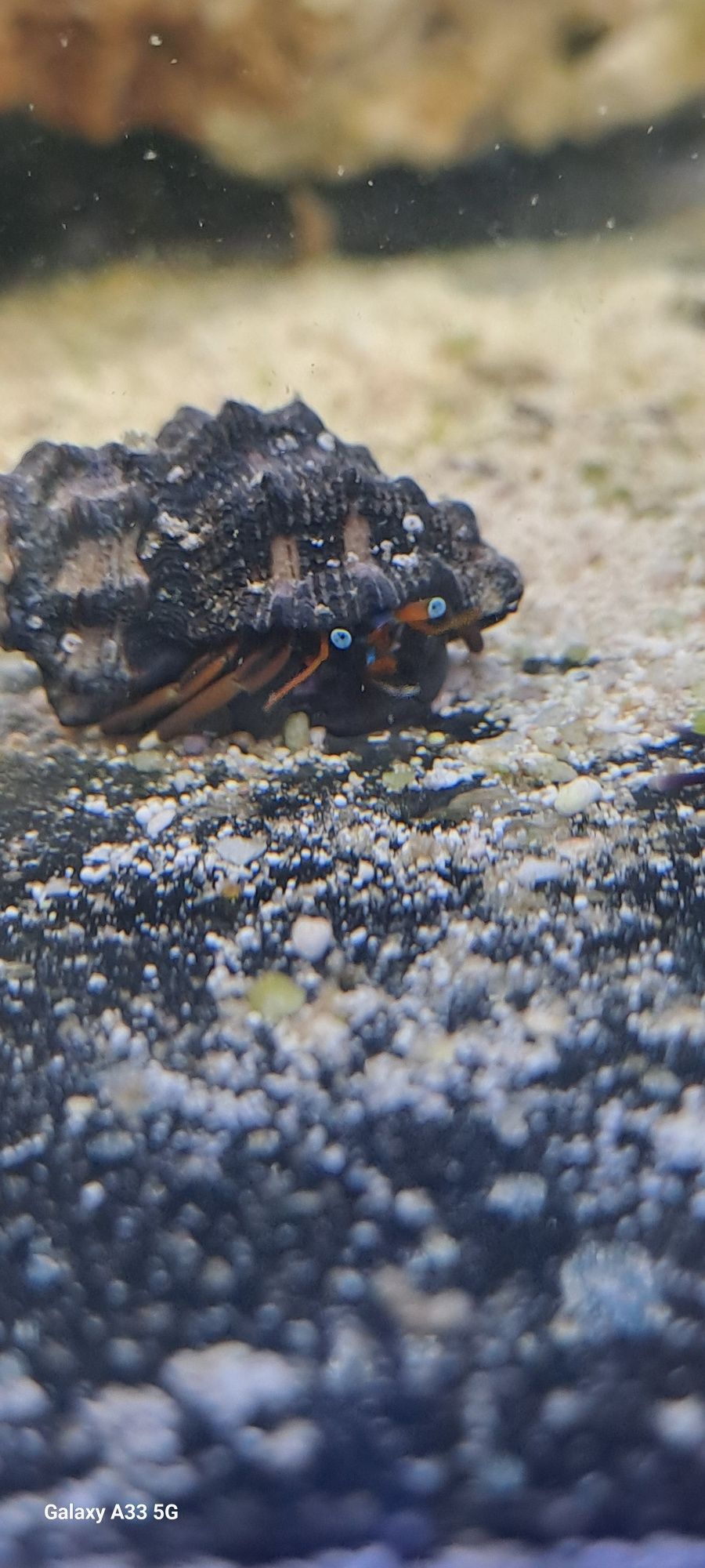 Krab pustelnik -Calcinus sp.