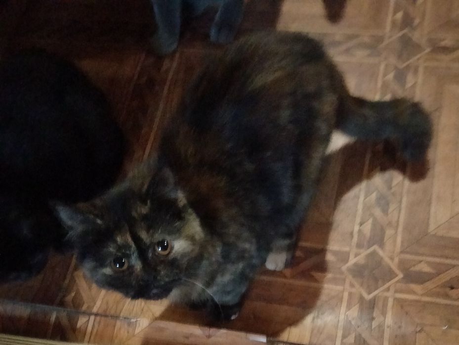 Скоттіш страйт дівчинка