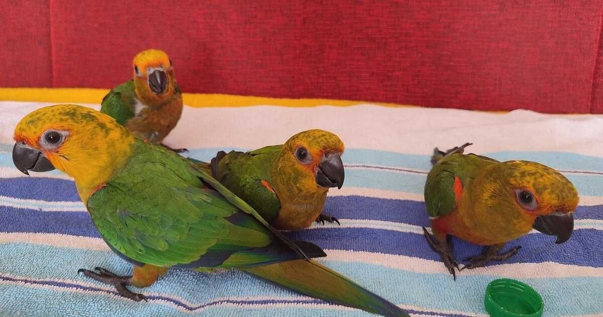Аратинга попугай Яндайя и солнечный, говорящий попугай детям