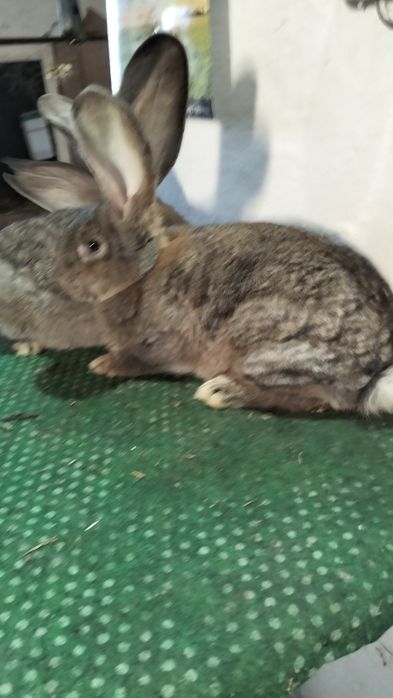 Sprzedam króliki