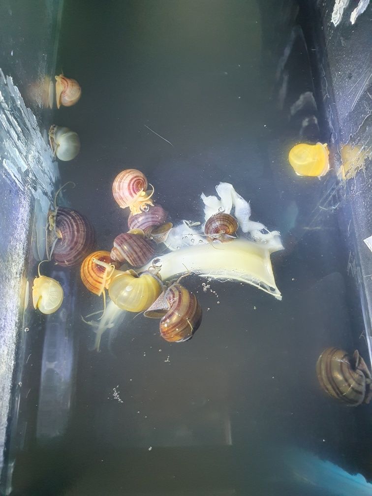 Os caracóis são um dos habitantes mais importantes do aquário.  Eles s