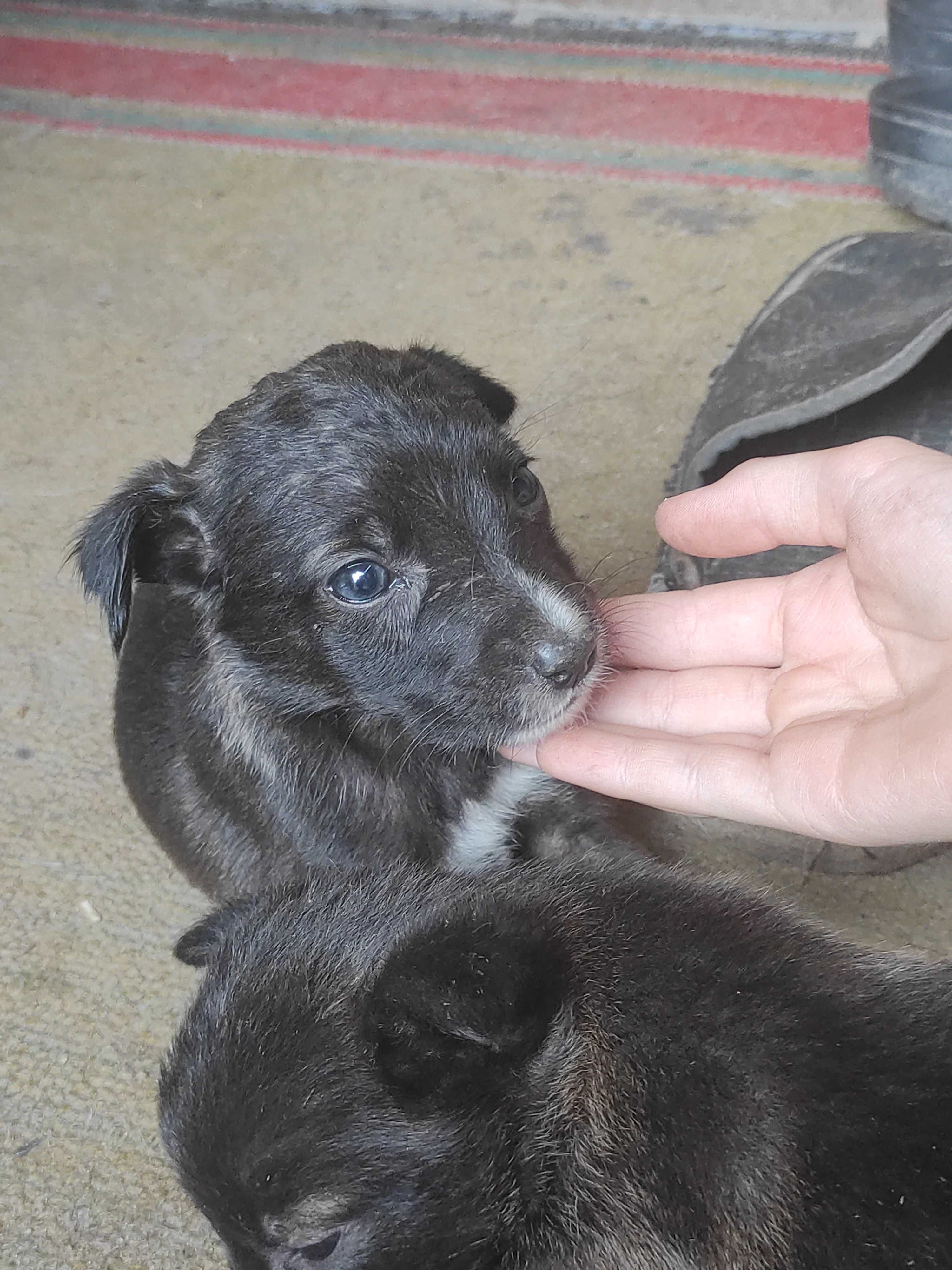 Безкоштовно цуценята, 1.5 місяця.