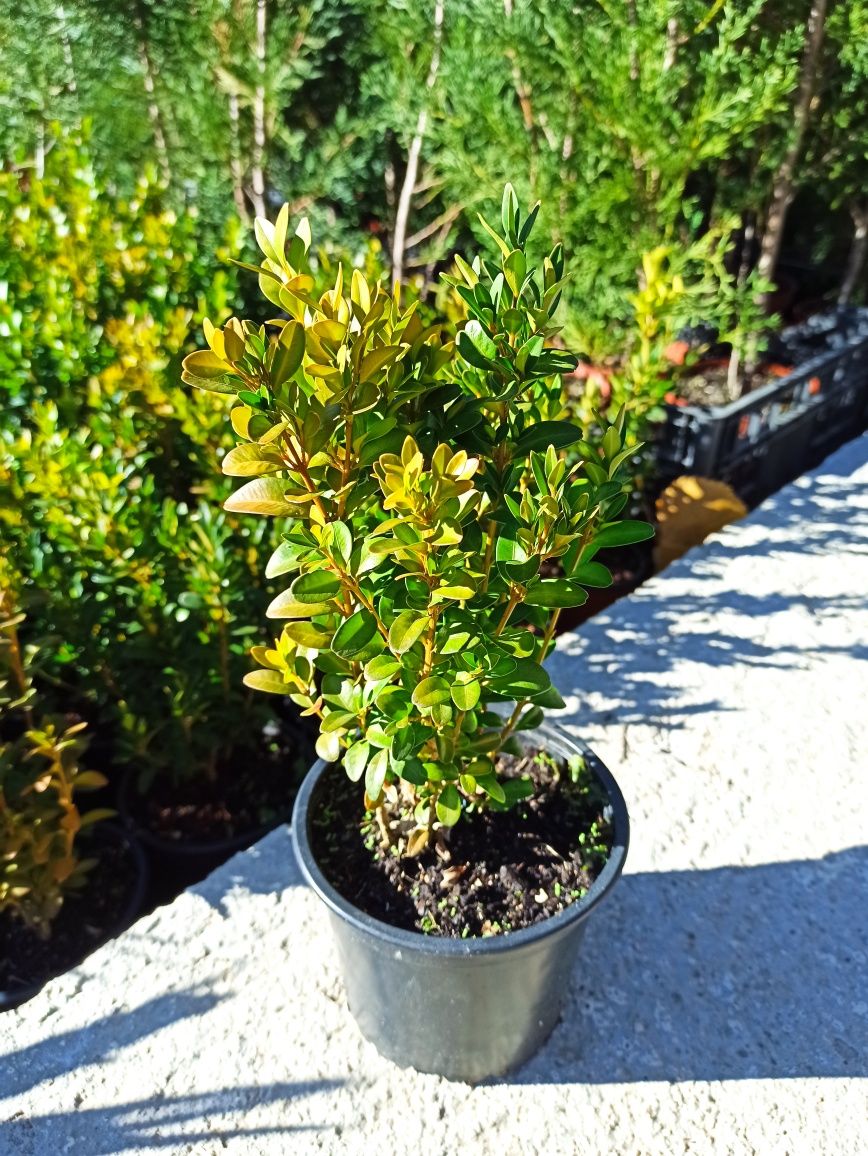 Buxus Sempervirens