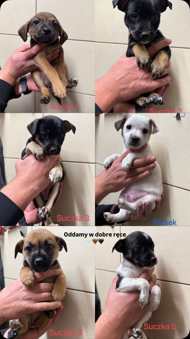 Oddam pieski w dobre ręce