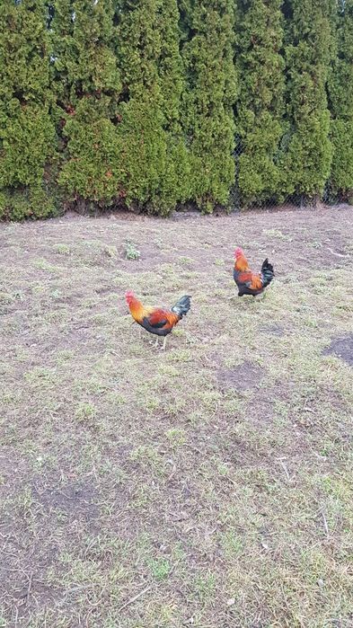 Koguty Zielononóżki