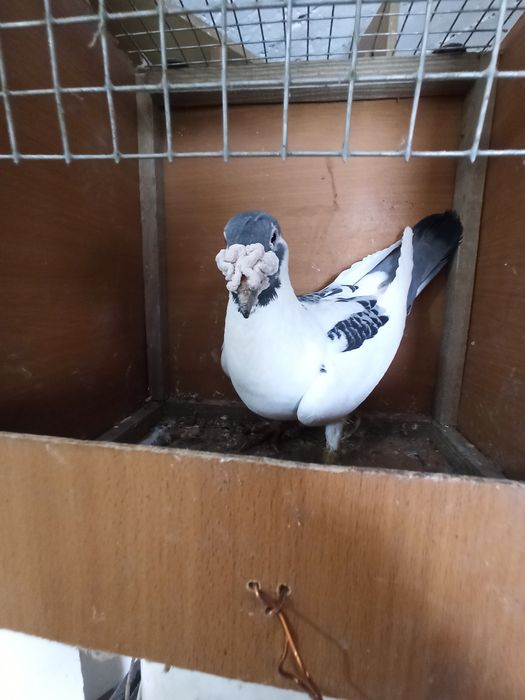 Gołębie staropolskie samiec