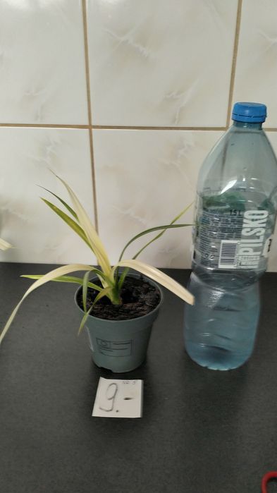 Sadzonki PANDAN jadalny