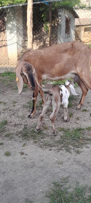 Koza Kozy anglonubijskie stado 1+2