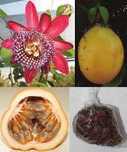 sementes de maracuja alata