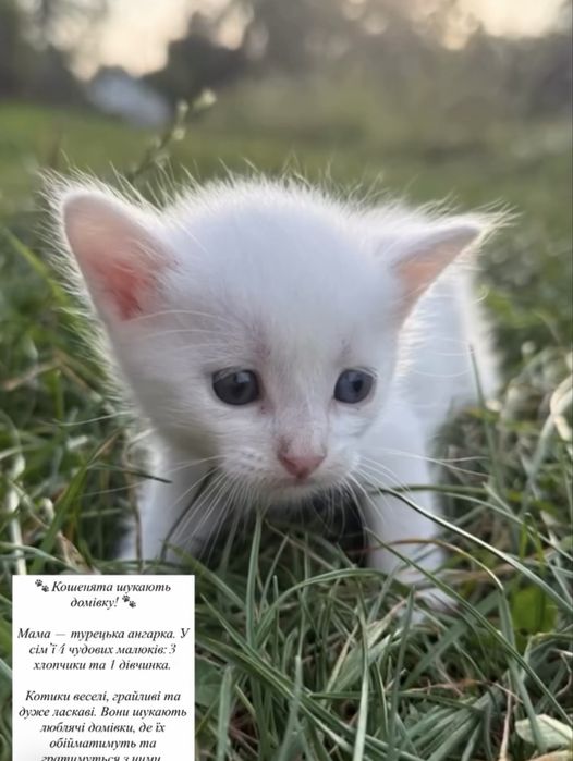 Кошенята шукають домівку