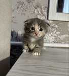 Шотландські кошенята