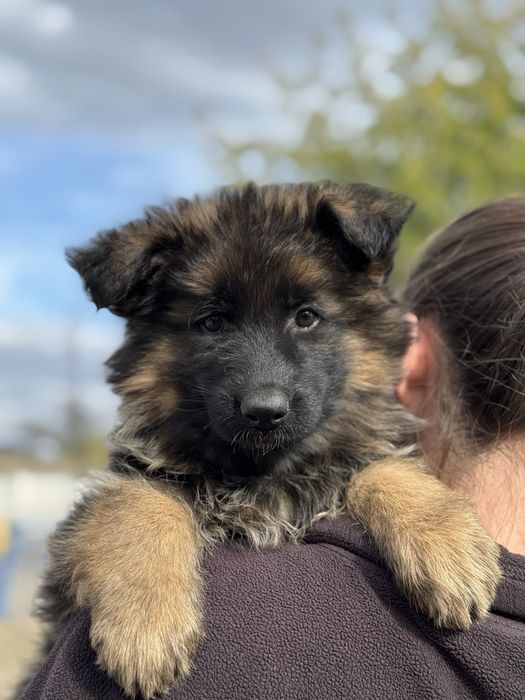 Німецька вівчарка пес