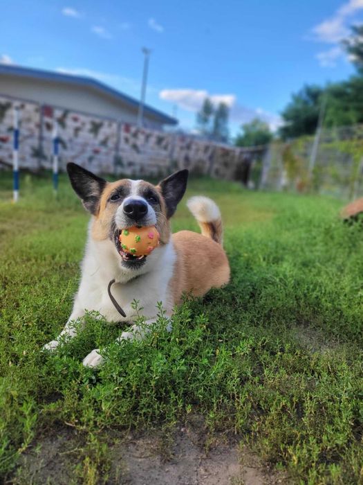 Puchaty miłośnik piłek szuka domu