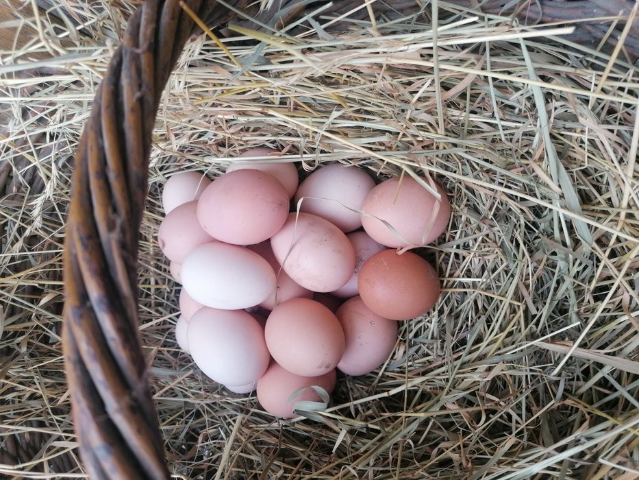 Jajka ekologiczne sprzedam