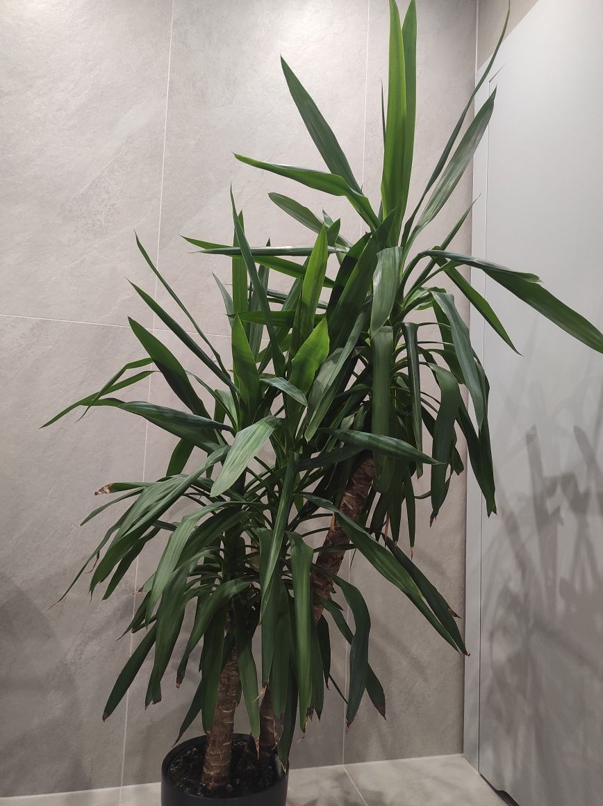 Juka Gwatemalska Yucca Elephantipes