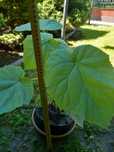 Paulownia drzewko szczęscia