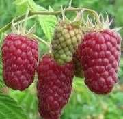 SAdzonki malin Gigant- letnie jesienne Wysyłka -duży owoc DORADZTWO