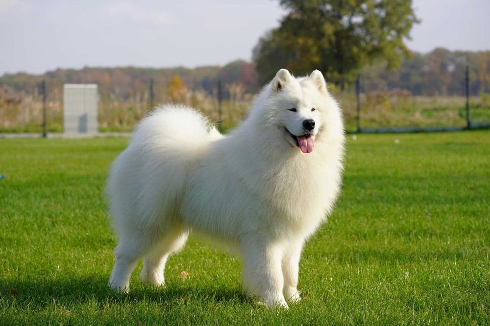 Zapowiedź miotu Samoyed listopad 2025 Epic Smile FCi