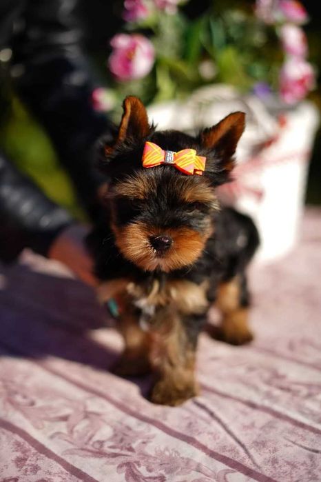 Сонячний йорк, що дарує світло!