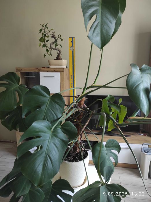 Монстера деликатесная