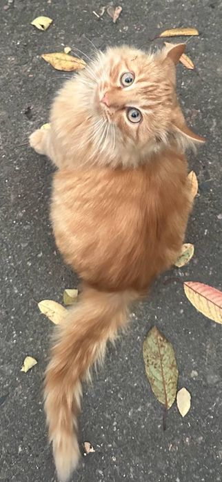 Отдам даром в добрые руки пушистого рыжего котенка