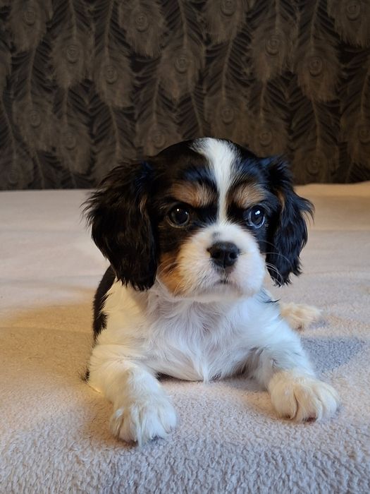 Cavalier wesoły piesek