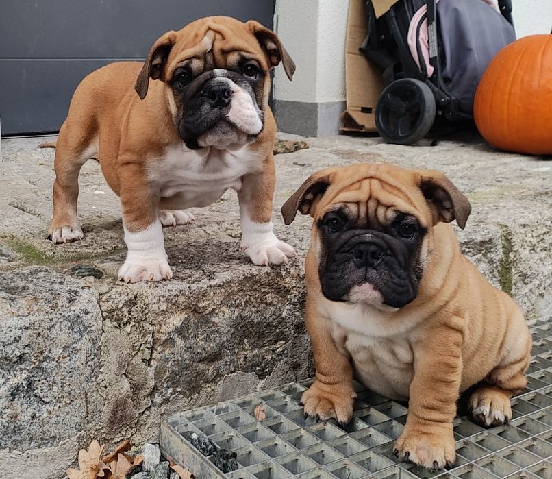 Buldog angielski Piesek ZKwP/FCI