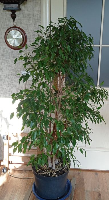 Фікус бенджаміна