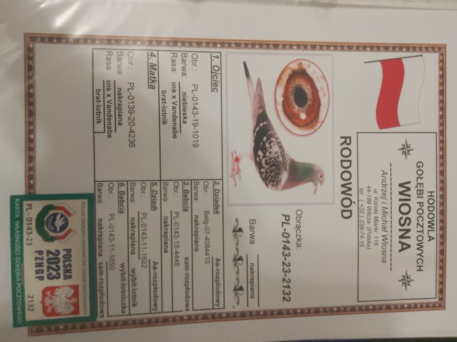 Gołębie pocztowe  A&M Wiosna