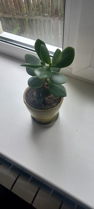 Грошове дерево.Толстянка.