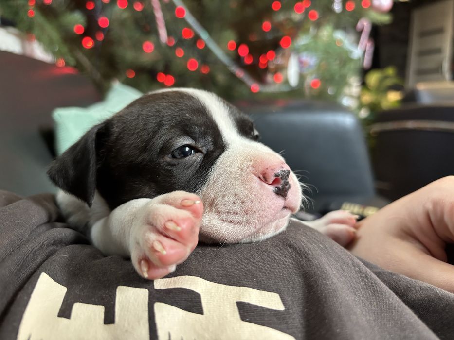 Amstaff suczka szczeniak