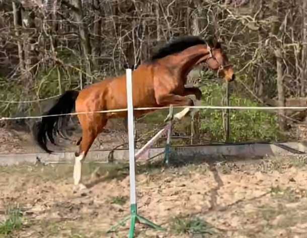 Sprzedam 3 letniego wałacha SUPER CHARAKTER AES !