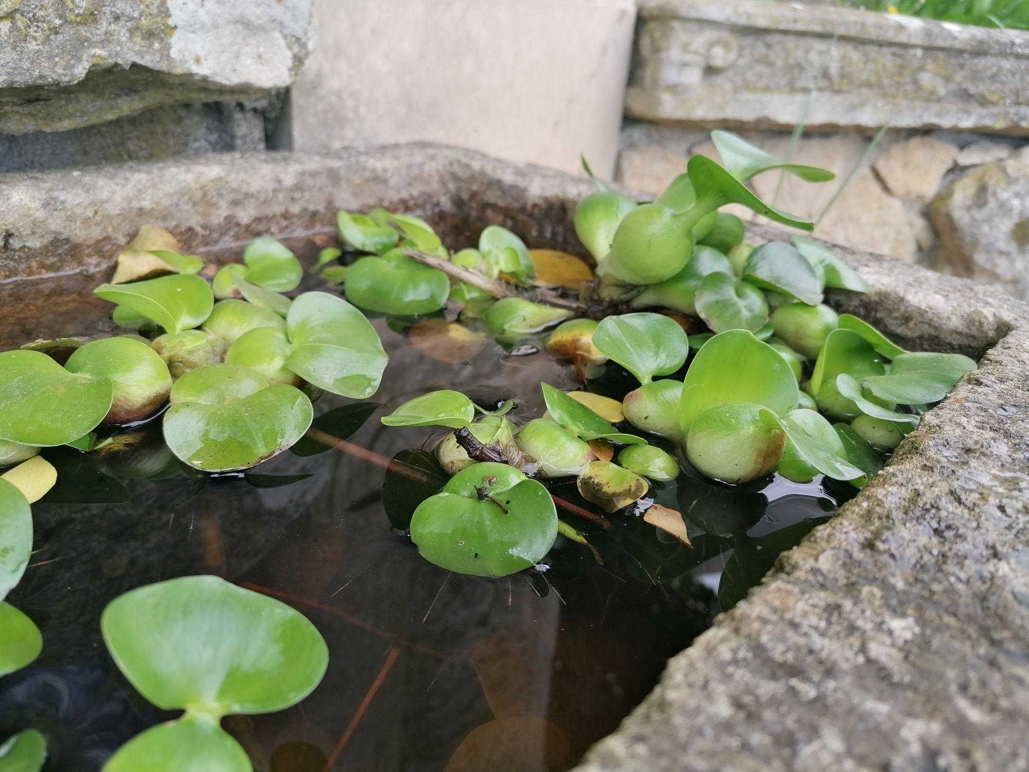 Planta aquática - Jacinto de água