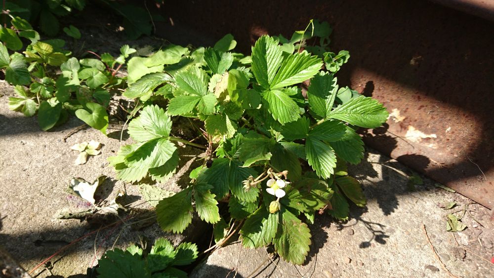 Krzaczki poziomek ogrodowych