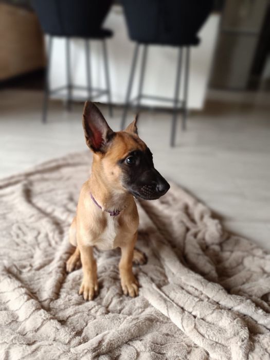 Owczarek belgijski Malinois FCI
