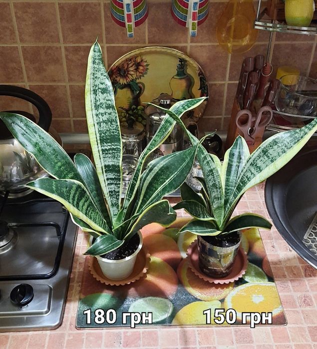 Сансевієрія Futura Superba