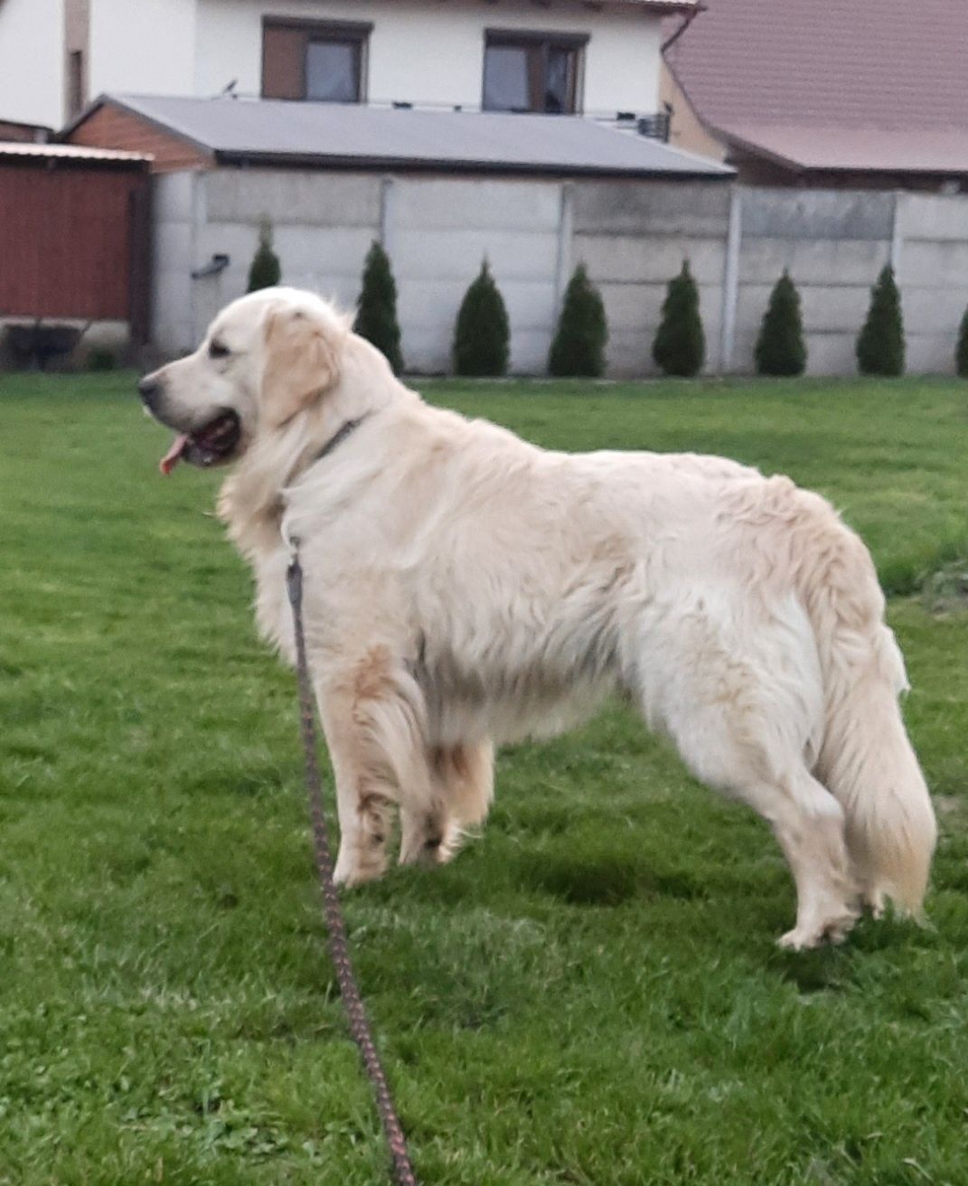 Golden Retriever 17 miesięczny piesek