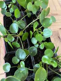 Pilea peperomia sadzonki rośliny doniczkowe