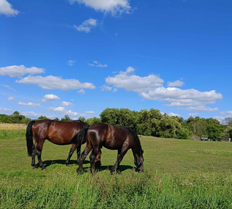 Ogier rasy śląskiej