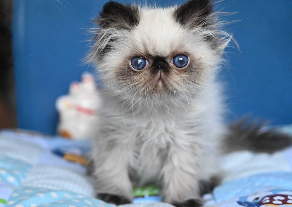 Доросла Блакитноока Персидська дівчинка Лотті