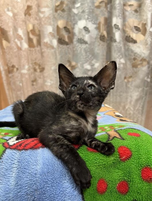 Орієнтальне кошеня. Кішка!!!