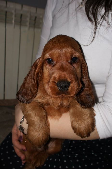 Szczeniak Cocker Spaniel
