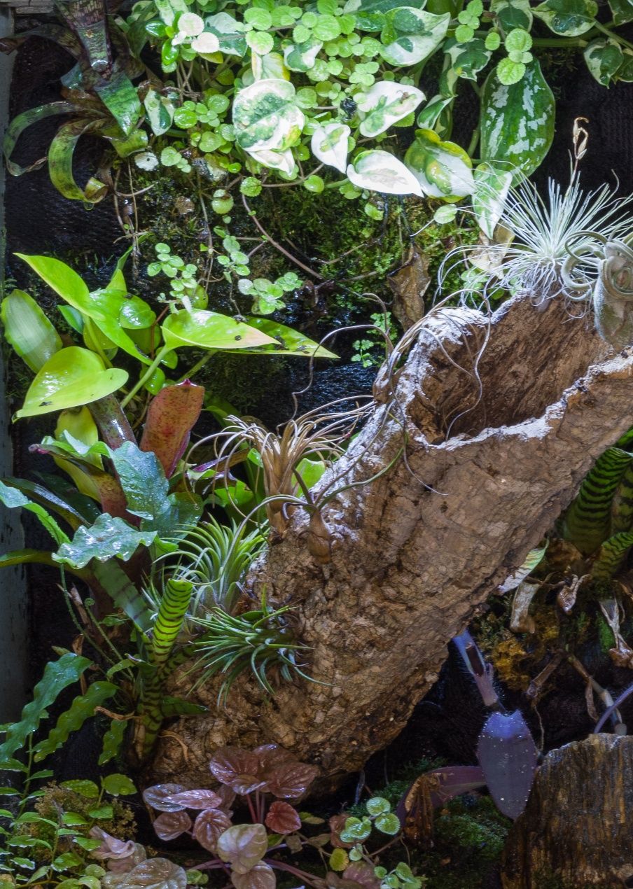 Terrarium tropikalne paludarium gekon